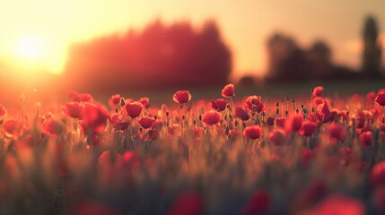 Blurred Poppy field at sunset in the spring. Red poppies in sunset light. Summer nature concept....