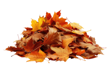Pile of autumn leaves isolated on transparent background