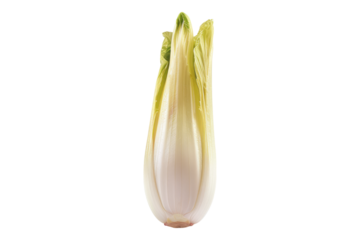 Realistic endive isolated on transparent background