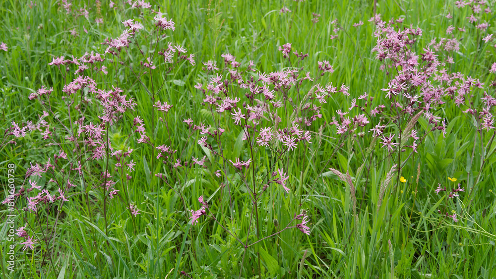 Canvas Prints Kuckucks-Lichtnelke (Silene flos-cuculi). Hohe, aufrechte Stängel mit lockeren, doldenförmigen Blütenständen und  Rosetten aus gestielten, spachtelförmigen Grundblättern
