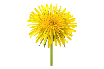 Vibrant dandelion isolated on transparent background