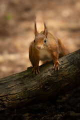 squirrel in the forest