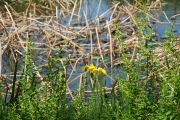 不忍池のそばで咲いているキショウブ