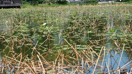 ５月中旬の不忍池