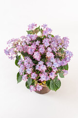 背景が白の俯瞰から見るピンクのあじさいのフラワーアレンジメント