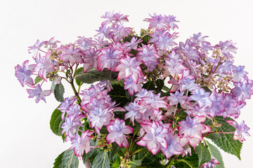 背景が白い斜め上から見るピンクのあじさいのフラワーアレンジメント
