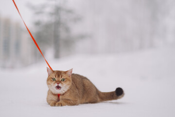 cat walks in winter on the street