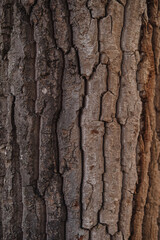 Tree bark texture