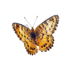 A butterfly with black and white stripes is flying in the air,isolated on white background or transparent background