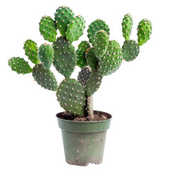 A small green cactus plant in a green pot,isolated on white background or transparent background