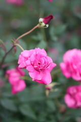 pink roses in garden