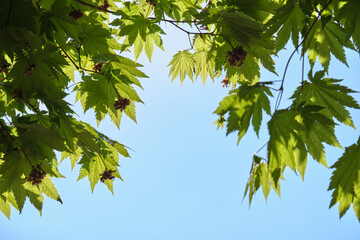 見上げるハウチワカエデ / Looking up at the Acer japonicum