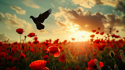 Overhead peace dove silhouette in a poppy field panoram heralding hope  Memorial Day.