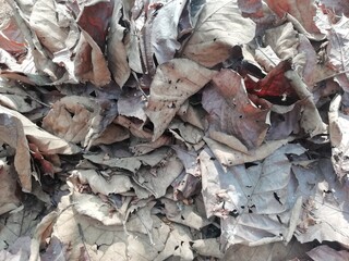 dried leaves background