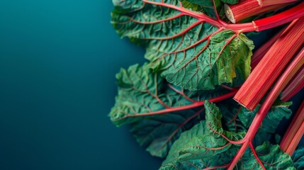Close-up of vibrant red rhubarb stalks with green leaves