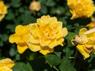 植物園に咲く黄色い薔薇の花