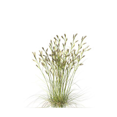 Cymbopogon ambiguus, Australian lemon-scented grass, bushes, shrubs, evergreen, small tree, bush, tree, big tree, light for daylight, easy to use, 3d render, isolated