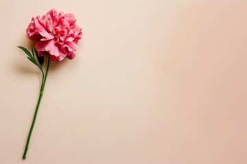 Fototapeta premium beautiful pink carnation flower on plain background