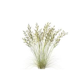 Cymbopogon ambiguus, Australian lemon-scented grass, bushes, shrubs, evergreen, small tree, bush, tree, big tree, light for daylight, easy to use, 3d render, isolated