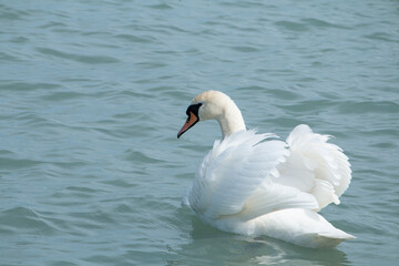 Swan on the lake.