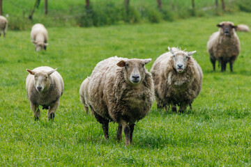 Schafe im Münsterland