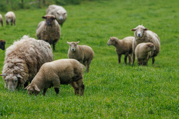Schafe im Münsterland
