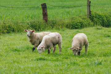 Obraz premium Schafe im Münsterland