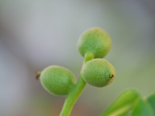 Tokyo, Japan - May 11, 2024: Green imature walnuts on walnut tree