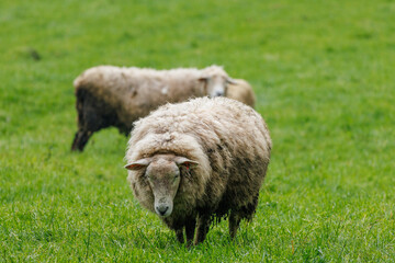 Schafe im Münsterland