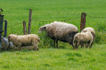 Schafe im Münsterland