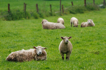 Schafe im Münsterland