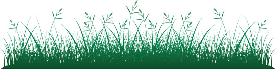 Obraz premium vector of grass 