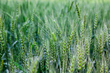 View of the barley in the farm