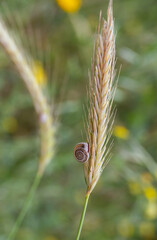 beautiful snail on a spike in the grass