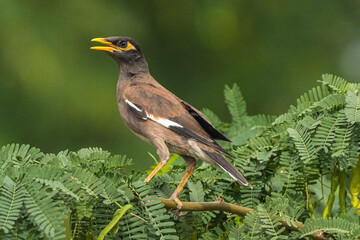 common black myna , captured in Kuwait 