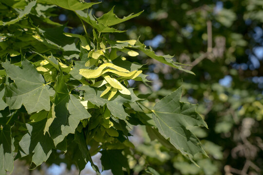 Klon, owoce zwane potocznie noskami.