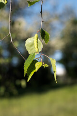 Gałęzie brzozy. © Blaszko