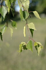 Gałęzie brzozy. © Blaszko