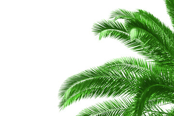 Lush green palm leaves dominate the upper half of the image, set against a crisp white background,...