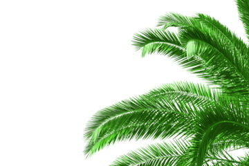 Lush green palm leaves dominate the upper half of the image, set against a crisp white background, conveying a concept of tropical nature