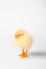 Sleepy chicken baby isolate on white background. Vertical photo.