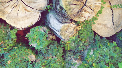 Wood Logs With Green Clover Leaves Overhead View