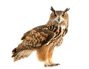 Obraz premium Uhu stehend auf vier beinen isoliert auf weißen Hintergrund, Freisteller 