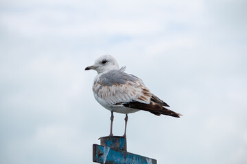 Seagull on the column.