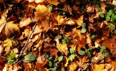 Autumn Leaves On Forest Floor Close-Up Multicolored Texture