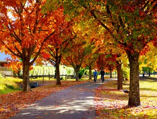 Naklejka premium Cycling path / rail trail passing through beautiful autumn leaves in Bright Victoria, Australia 