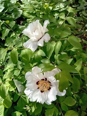 Delicate pink peones flower un garden