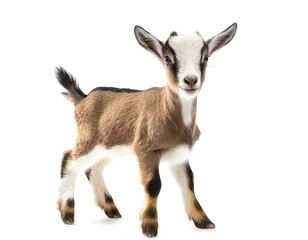 Fototapeta premium Ziegen jungtier auf vier beinen isoliert auf weißen Hintergrund, Freisteller