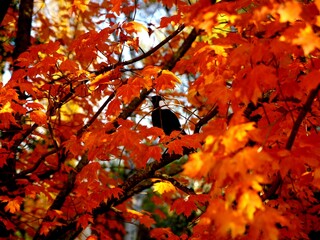 Autumn leaves in Bright Victoria, Australia