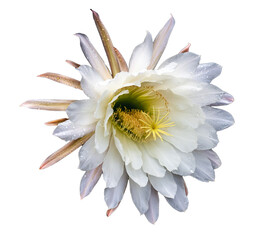 cacti cactus white  flower with yellow centre  isolated on white © Paul Ledger 